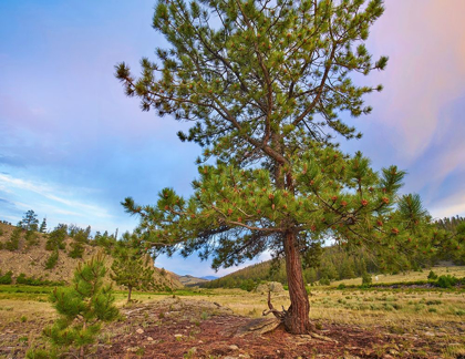 Picture of PINE TREE-COCHETOPA HILLS-RIO GRANDE NATIONAL FOREST