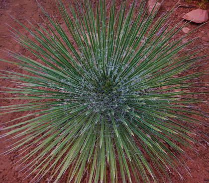 Picture of NARROW LEAF AGAVE 