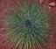 Picture of NARROW LEAF AGAVE 