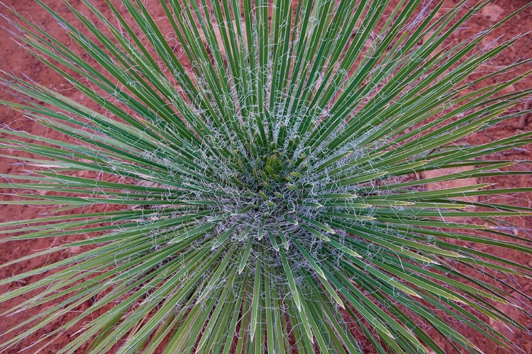 Picture of NARROW LEAF AGAVE