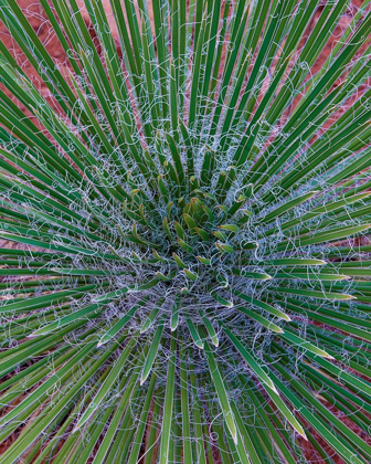Picture of NARROW LEAF AGAVE 
