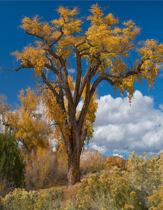 Picture of CHAMISAS AND COTTONWOOD TREES
