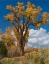 Picture of CHAMISAS AND COTTONWOOD TREES