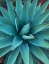 Picture of AGAVE