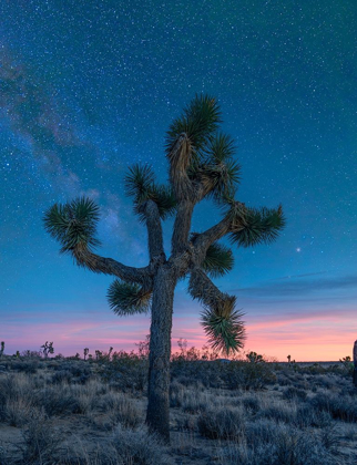 Picture of MILKY WAY AT JOSHUA TREE NATIONAL PARK