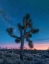 Picture of MILKY WAY AT JOSHUA TREE NATIONAL PARK