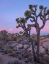 Picture of JOSHUA TREE AT JOSHUA TREE NATIONAL PARK