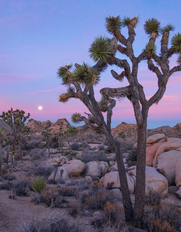 Picture of JOSHUA TREE AT JOSHUA TREE NATIONAL PARK