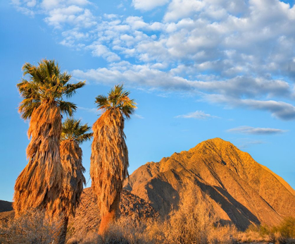 Picture of CALIFORNIA FAN PALMS