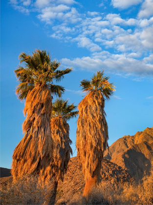 Picture of CALIFORNIA FAN PALMS