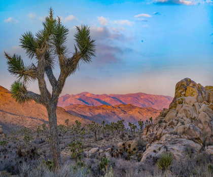 Picture of JOSHUA TREES AT LOST HORSE VALLEY