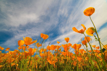 Picture of CALIFORNIA POPPIES NEAR LAKE ELSINOR