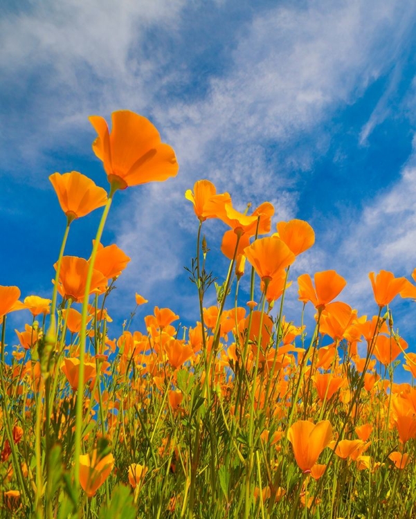 Picture of CALIFORNIA POPPIES NEAR LAKE ELSINOR