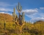 Picture of BIG SAGUARO CACTUS