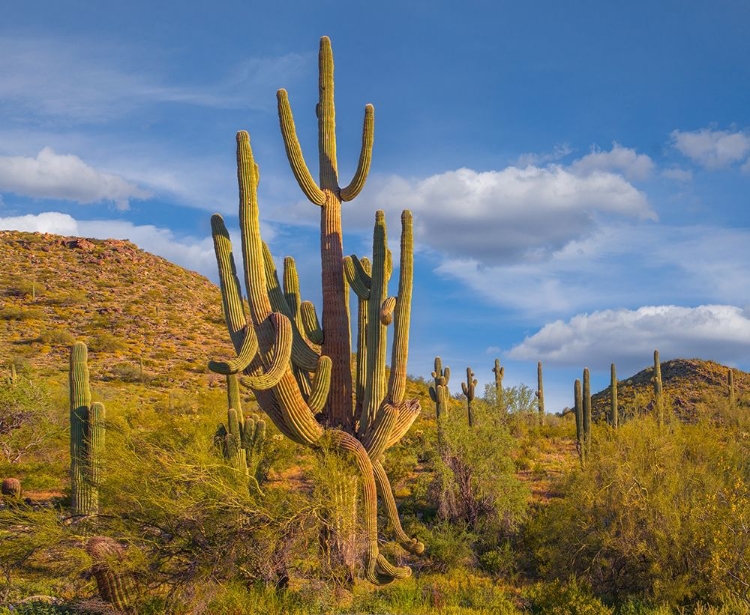 Picture of BIG SAGUARO CACTUS