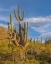 Picture of BIG SAGUARO CACTUS