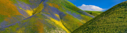 Picture of SPRING BLOOM ON TEMBLOR RANGE