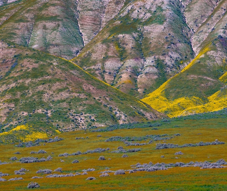 Picture of WILDFLOWER BLOOM 