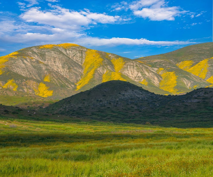 Picture of WILDFLOWER BLOOM 