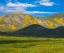 Picture of WILDFLOWER BLOOM 