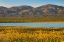 Picture of YELLOW DAISIES AND TREMBLOR RANGE