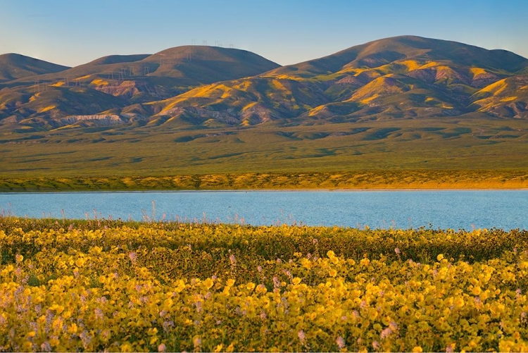 Picture of YELLOW DAISIES AND TREMBLOR RANGE