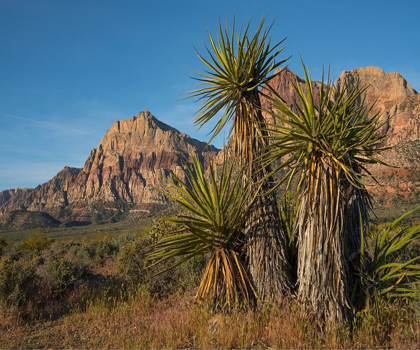 Picture of MOHAVE YUCCA AT RED ROCK CANYON