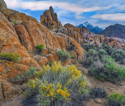 Picture of SPRING BLOOM AT ALABAMA HILLS