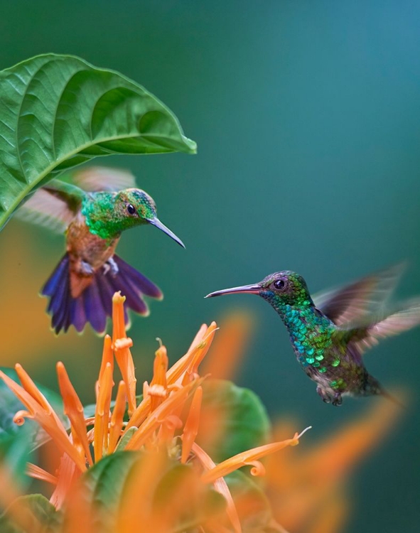 Picture of BLUE CHINNED SAPPHIRE AND COPPER-RUMPED HUMMINGBIRDS