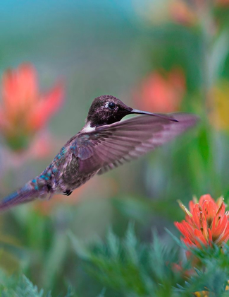 Picture of BLACK CHINNED HUMMINGBIRD WITH INDIAN PAINTBRUSH