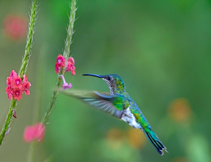 Picture of WHITE NECKED JACOBIN