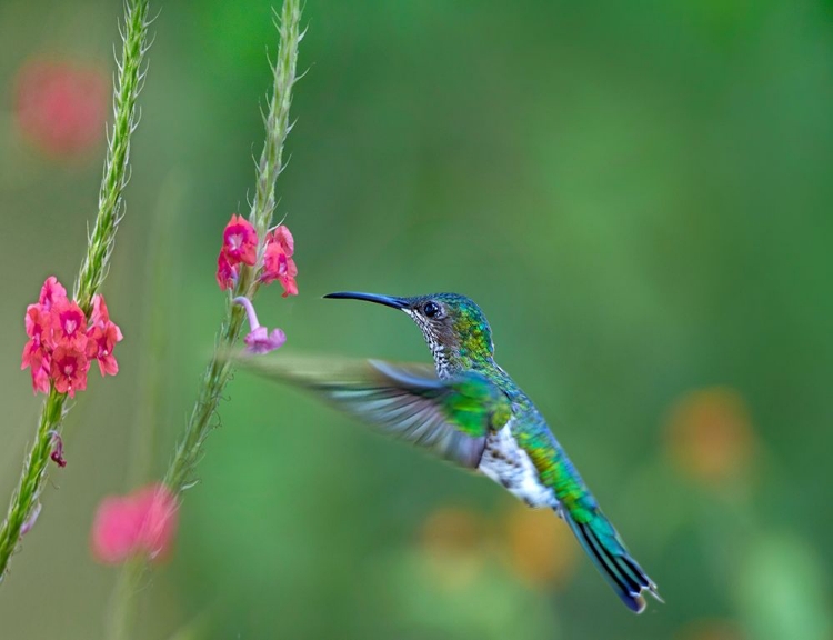 Picture of WHITE NECKED JACOBIN