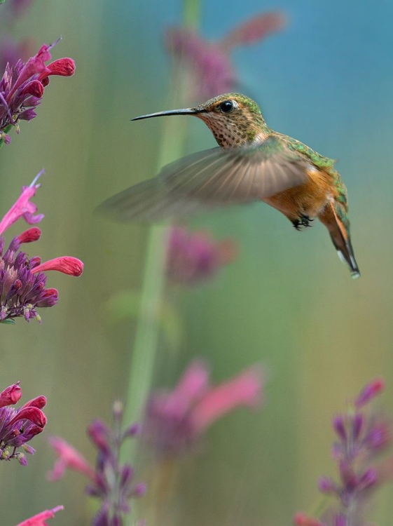 Picture of BROAD TAILED HUMMINGBIRDS