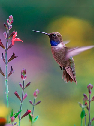 Picture of BLACK CHINNED HUMMINGBIRD