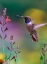 Picture of BLACK CHINNED HUMMINGBIRD
