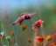 Picture of BLACK CHINNED HUMMINGBIRD