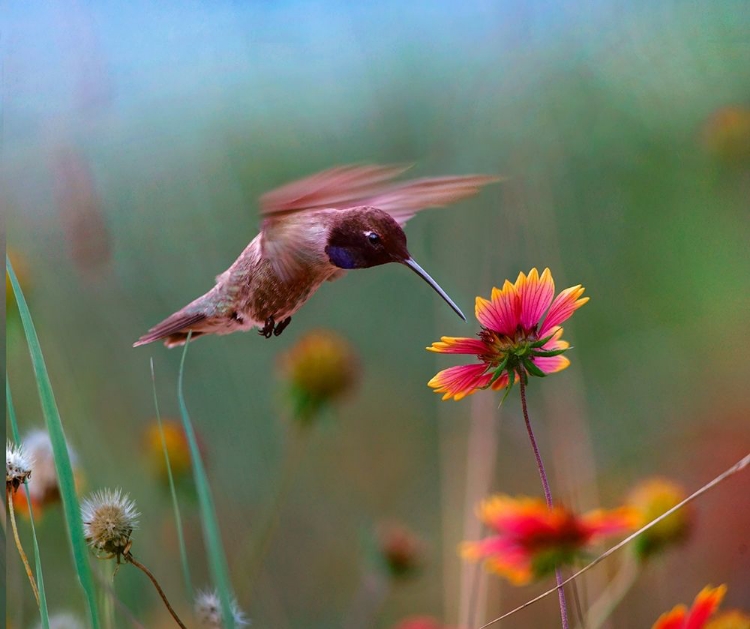 Picture of BLACK CHINNED HUMMINGBIRD