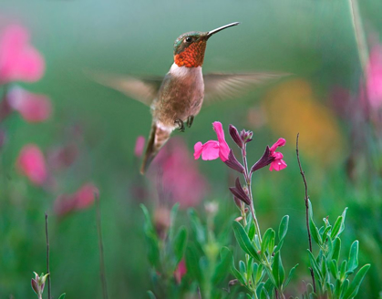 Picture of RUBY THROATED HUMMINGBIRD