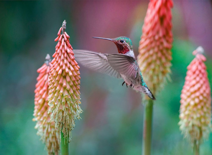 Picture of BROAD TAILED HUMMINGBIRD AT RED HOT POKER