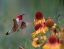 Picture of BROAD TAILED HUMMINGBIRD