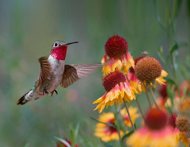 Picture of BROAD TAILED HUMMINGBIRD