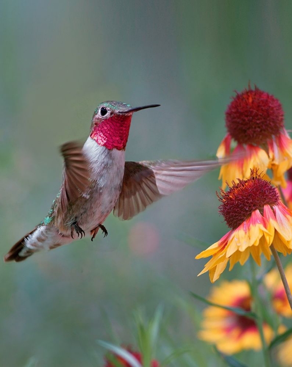 Picture of BROAD TAILED HUMMINGBIRD