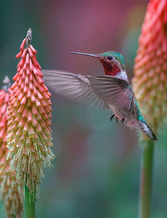 Picture of BROAD TAILED HUMMINGBIRD