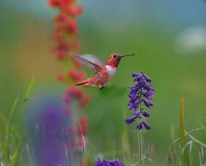 Picture of RUFOUS HUMMINGBIRD