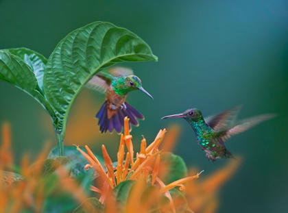 Picture of BLUE CHINNED SAPPHIRE AND COPPER-RUMPED HUMMINGBIRDS