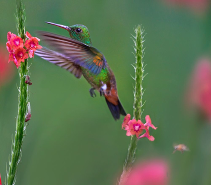 Picture of COPPER RUMPED HUMMING BIRD