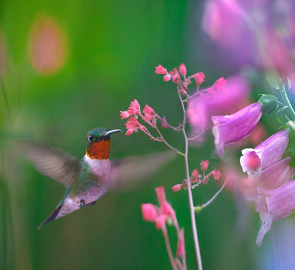 Picture of RUBY THROATED HUMMINGBIRD