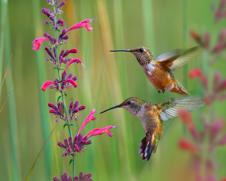 Picture of BROAD TAILED HUMMINGBIRDS