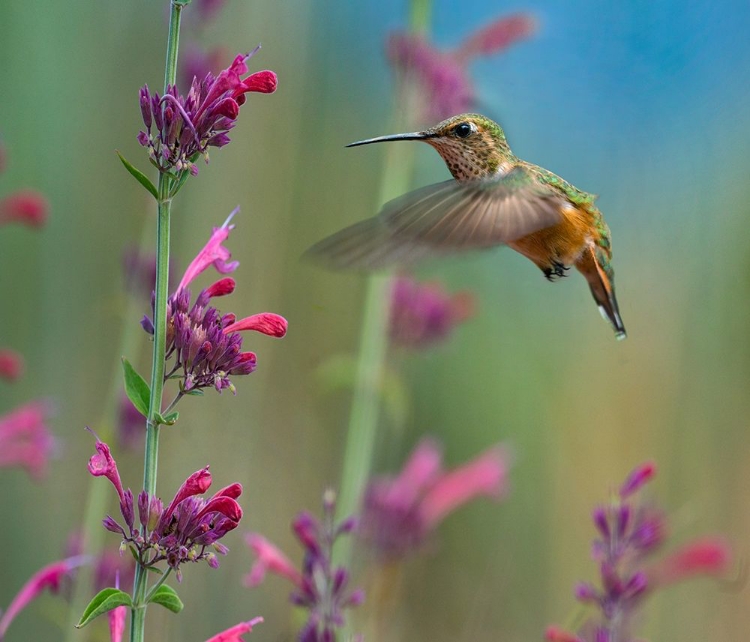 Picture of BROAD TAILED HUMMINGBIRDS