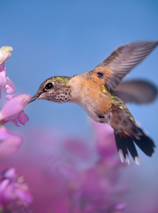 Picture of BROAD TAILED HUMMINGBIRDS FEMALE